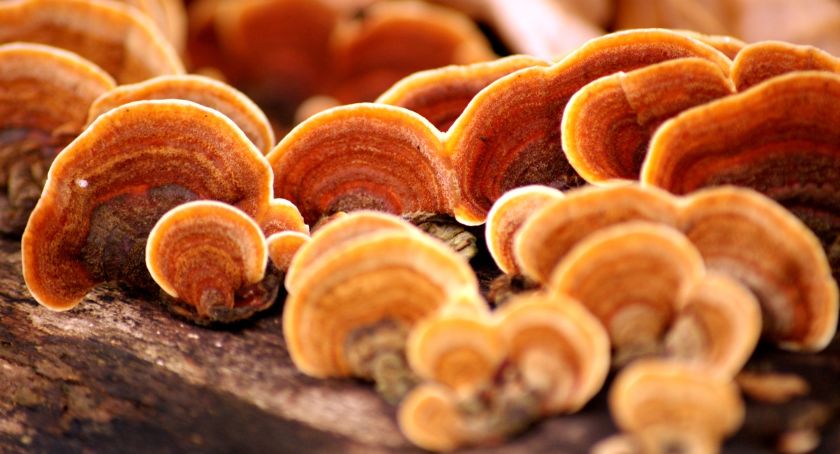 Nammex Renews Call for Rulemaking Around Use of the Term ‘Mushroom’ After Launch of Functional Mushroom Council